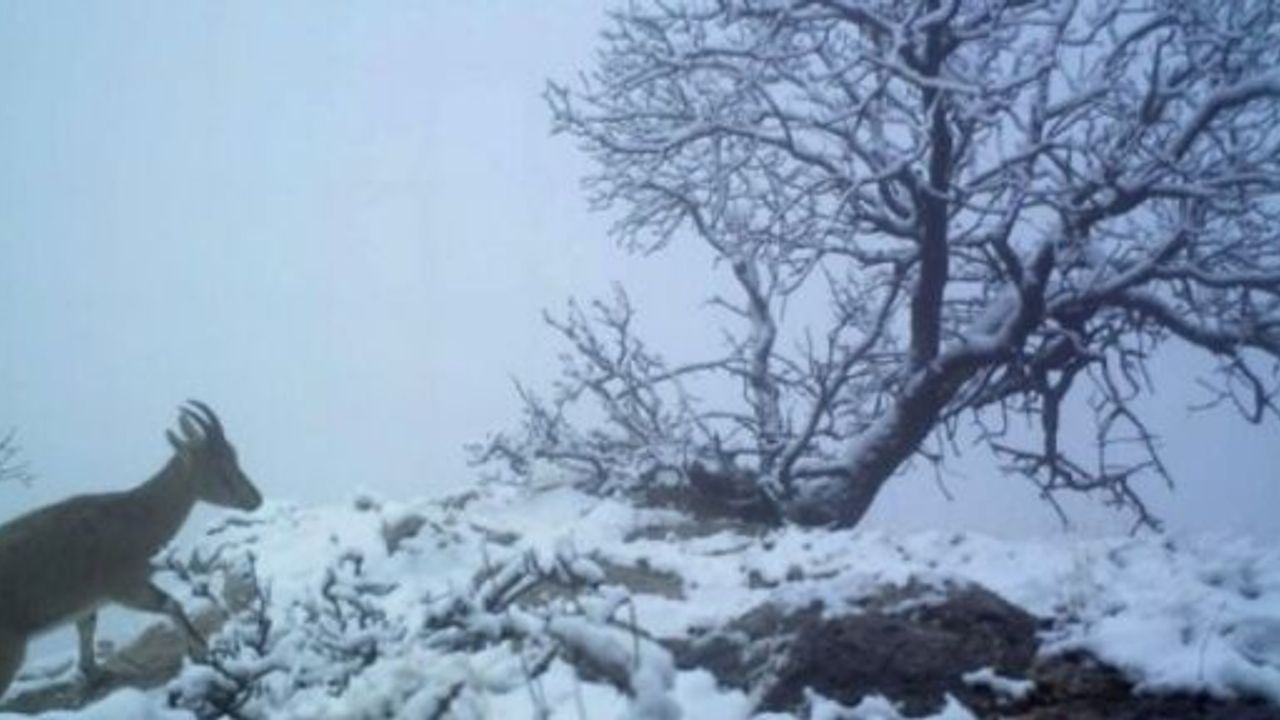 Koruma Altındaki Dağ Keçileri Şehre İndi