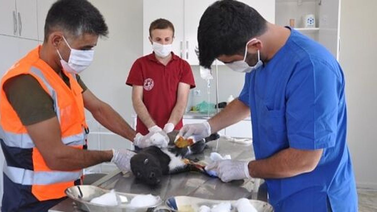 Siirt Belediyesi Veteriner İşleri Müdürlüğü 2021 Yılında 1560 Sokak  H