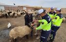 Siirt Jandarmasından Örnek Uygulama: Sürü Hayvanlarına Reflektif Bant Takıldı