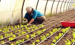 GAP İdaresi Başkanlığı'na Sunulan 17 Milyon 27 Bin TL Tutarındaki 4 Tarımsal Proje Onaylandı
