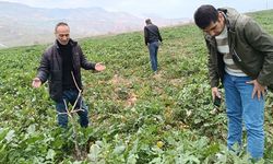 Siirt Tarım ve Orman İl Müdürlüğü Yabancı Ot Mücadelesi Konusunda Üreticileri Uyardı