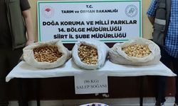 Siirt'te Salep Soğanı Toplayan Kişiye 387 Bin 141 Lira Ceza Kesildi