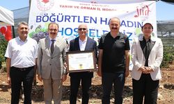 Siirt’te Böğürtlen Hasadı Başladı