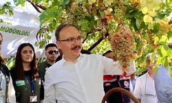 Siirt’te Tayfi Üzümünün Hasadı Yapıldı