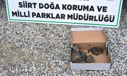 Siirt’te Kaçak Avcılığa Rekor Ceza!