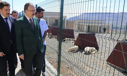 Siirt, Sokak Hayvanları Sorununu Çözen İlk İllerden Biri Oldu