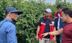 Siirt’te Türkiye’nin En Büyük Tek Parça Böğürtlen Bahçesine Teknik Gezi Düzenlendi