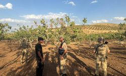 Siirt’te Jandarma, Fıstık Bahçelerinde Hırsızlığa Geçit Vermiyor