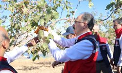 Coğrafi İşaretli Siirt Fıstığına Vali Kızılkaya  Desteği