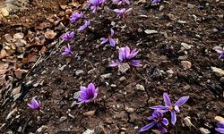 SİİRT’TE SAFRAN ÜRETİMİNDE İLK BAŞARILI UYGULAMA GERÇEKLEŞTİRİLDİ