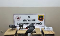 SİİRT’TE KAÇAK YABAN HAYVANI OPERASYONU: 8 JAKO PAPAĞAN ELE GEÇİRİLDİ