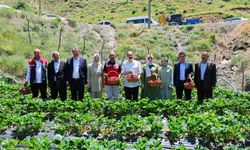 Şirvan’da Çilek Hasadı Bereketi: Kadın Emeği Üretime Güç Katıyor