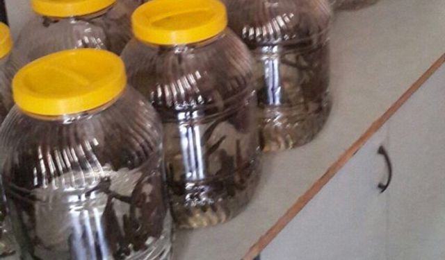 UZMAN Toptan Perakende tıbbi Sülük satışı