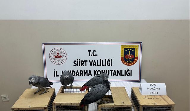SİİRT’TE KAÇAK YABAN HAYVANI OPERASYONU: 8 JAKO PAPAĞAN ELE GEÇİRİLDİ