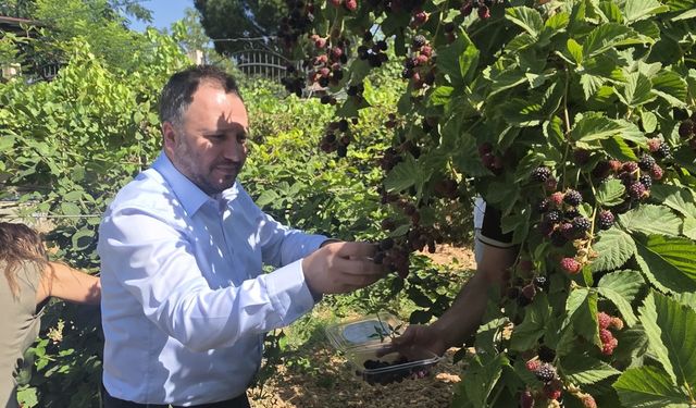 Siirt Engelsiz Yaşam Merkezi’nde Yıl Boyu Süren Tarımsal Çalışmalar Hasatla Taçlandı