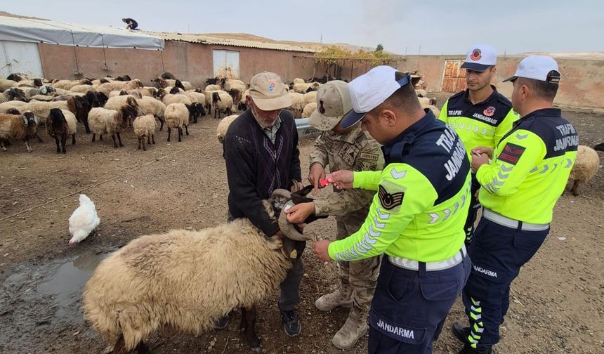 Siirt Jandarmasından Örnek Uygulama: Sürü Hayvanlarına Reflektif Bant Takıldı