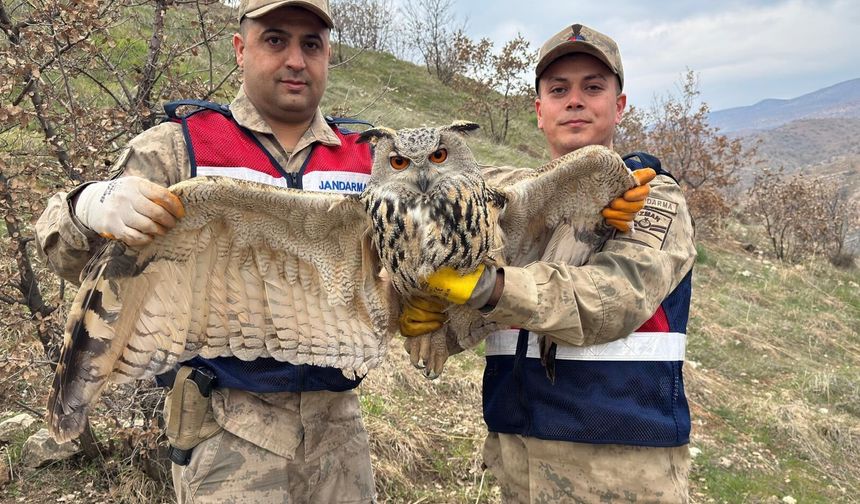 SİİRT JANDARMADAN NESLİ TÜKENME TEHLİKESİNDEKİ BAYKUŞA HAYAT KURTARAN MÜDAHALE!