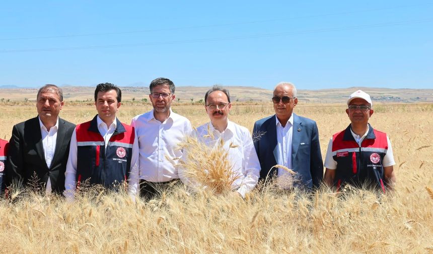 Garzan Ovası’nda Buğday Hasadı Başladı: Rekolte Artışı Yüz Güldürdü
