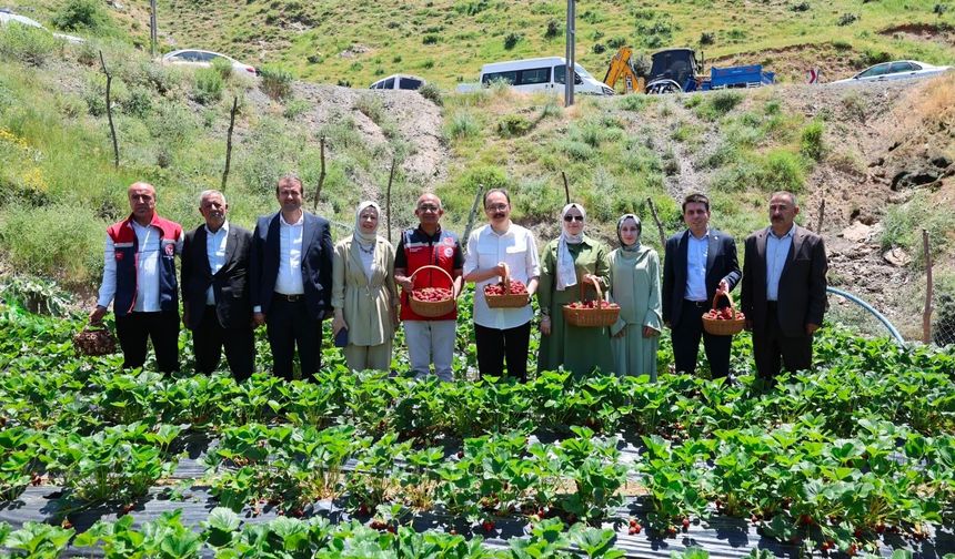 Şirvan’da Çilek Hasadı Bereketi: Kadın Emeği Üretime Güç Katıyor